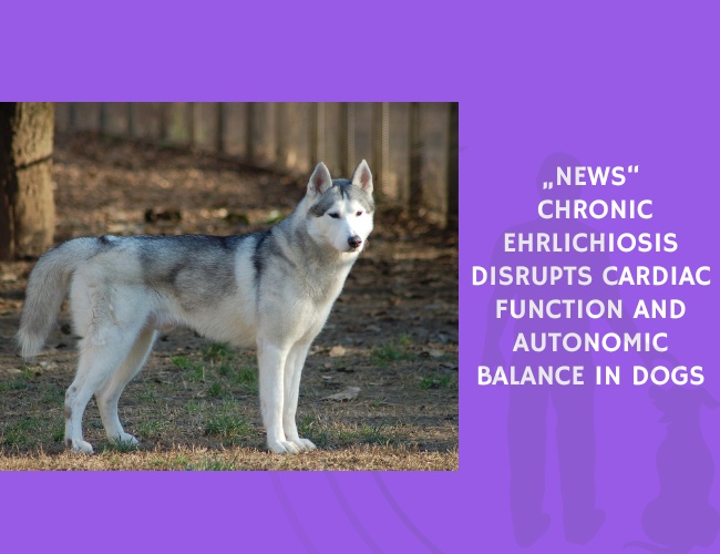 Chronic Ehrlichiosis Disrupts Cardiac Function and Autonomic Balance in Dogs