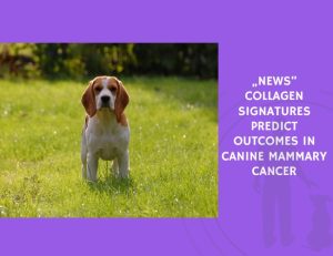 Collagen Signatures Predict Outcomes in Canine Mammary Cancer