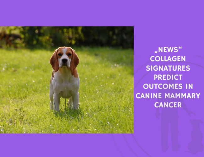 Collagen Signatures Predict Outcomes in Canine Mammary Cancer