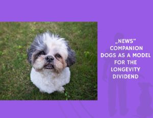 Companion Dogs as a Model for the Longevity Dividend