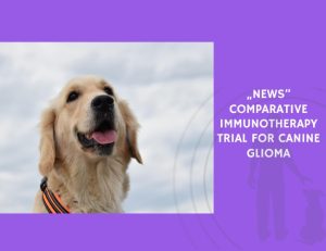 Comparative Immunotherapy Trial for Canine Glioma