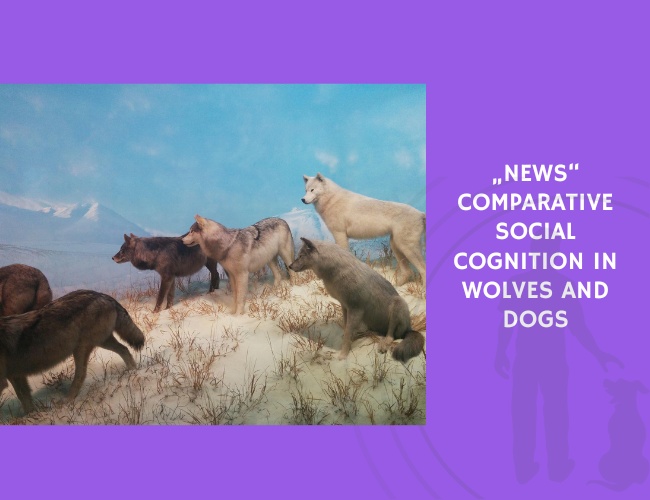 Comparative Social Cognition in Wolves and Dogs