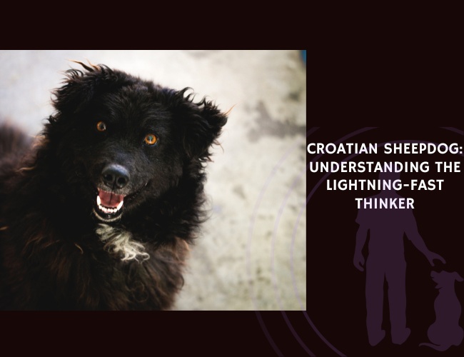 Croatian Sheepdog Understanding the Lightning-Fast Thinker