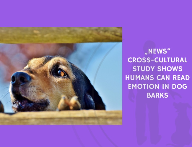 Cross-Cultural Study Shows Humans Can Read Emotion in Dog Barks