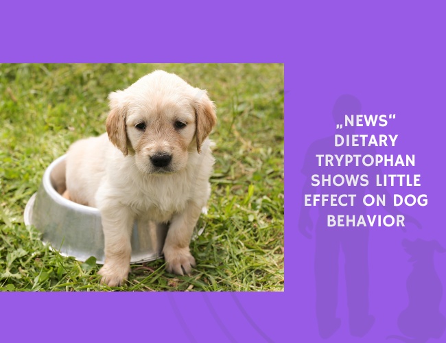 Dietary Tryptophan Shows Little Effect on Dog Behavior