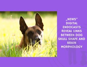Digital Endocasts Reveal Links Between Dog Skull Shape and Brain Morphology