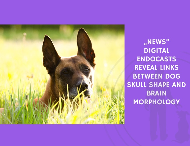 Digital Endocasts Reveal Links Between Dog Skull Shape and Brain Morphology