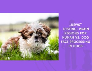 Distinct Brain Regions for Human vs. Dog Face Processing in Dogs