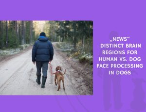 Distinct Brain Regions for Human vs. Dog Face Processing in Dogs