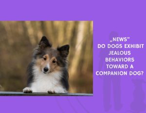 Do Dogs Exhibit Jealous Behaviors Toward a Companion Dog