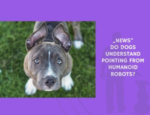 Do Dogs Understand Pointing from Humanoid Robots