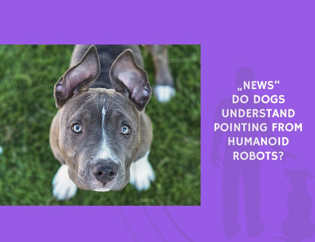 Do Dogs Understand Pointing from Humanoid Robots