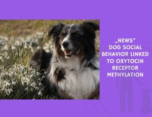 Dog Social Behavior Linked to Oxytocin Receptor Methylation