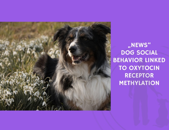 Dog Social Behavior Linked to Oxytocin Receptor Methylation