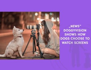 DoggyVision Shows How Dogs Choose to Watch Screens