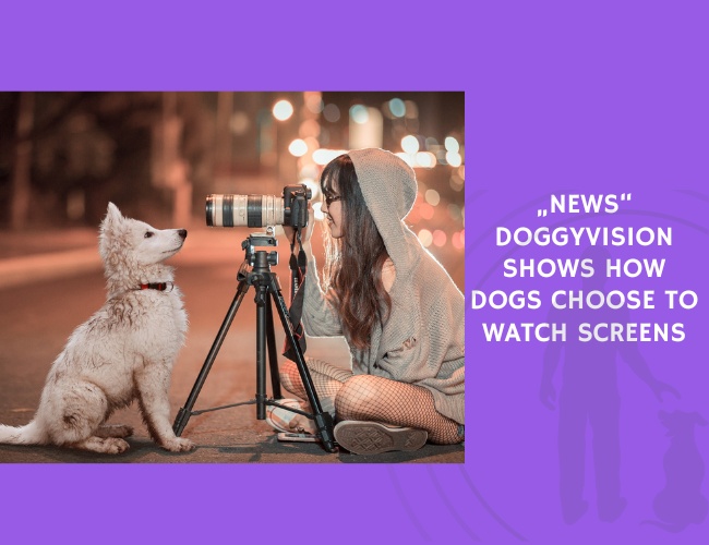 DoggyVision Shows How Dogs Choose to Watch Screens
