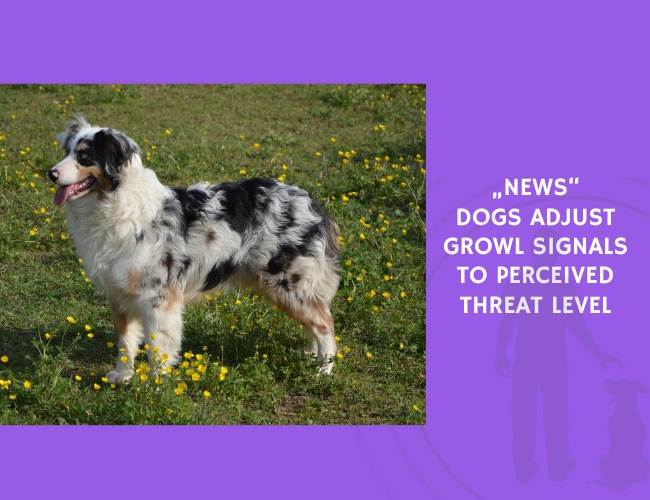 Dogs Adjust Growl Signals to Perceived Threat Level