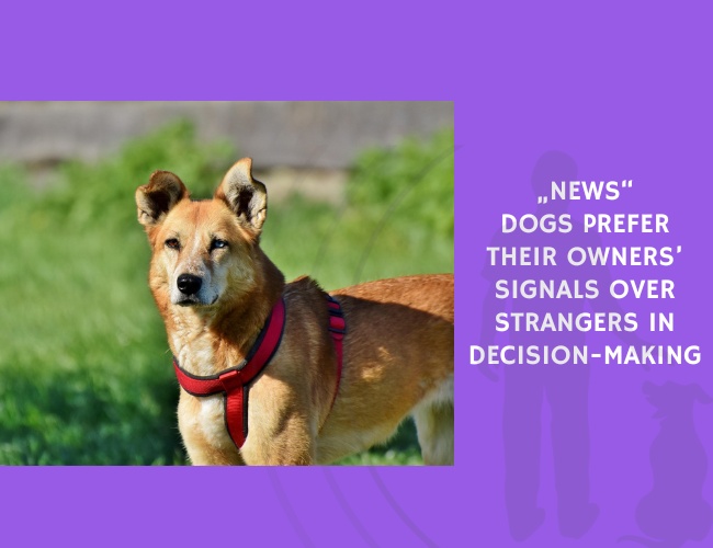 Dogs Prefer Their Owners’ Signals Over Strangers in Decision-Making