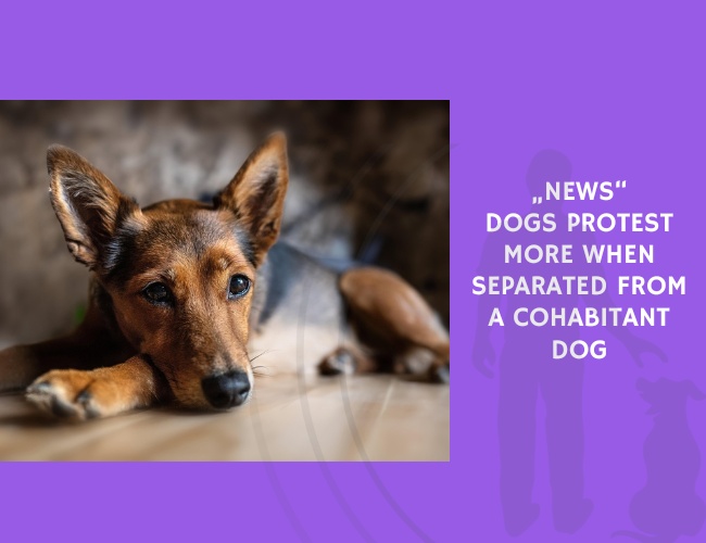 Dogs Protest More When Separated from a Cohabitant Dog