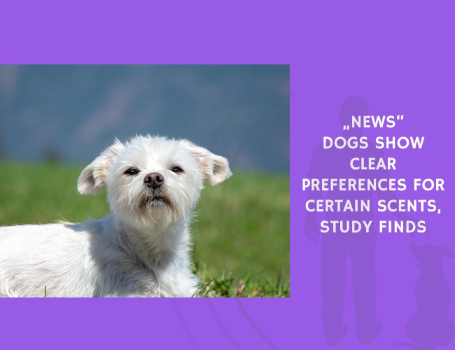 Dogs Show Clear Preferences for Certain Scents, Study Finds