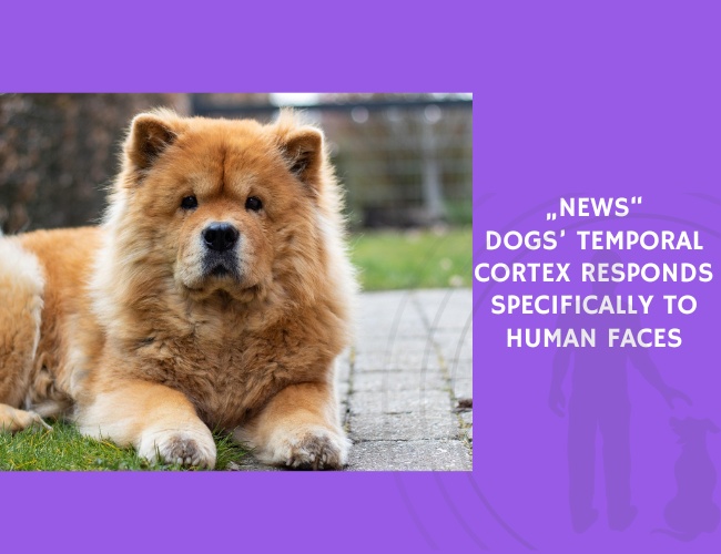 Dogs’ Temporal Cortex Responds Specifically to Human Faces