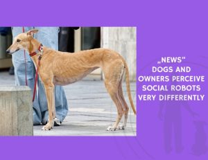 Dogs and Owners Perceive Social Robots Very Differently