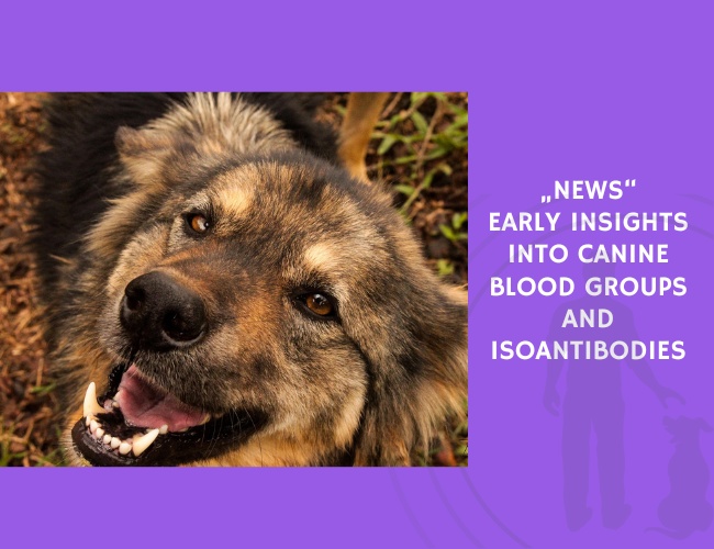 Early Insights into Canine Blood Groups and Isoantibodies