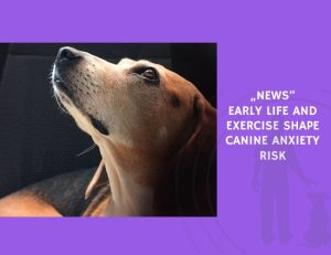 Early Life and Exercise Shape Canine Anxiety Risk
