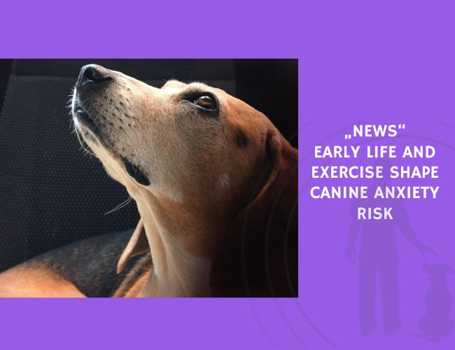 Early Life and Exercise Shape Canine Anxiety Risk