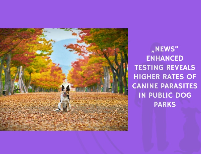 Enhanced Testing Reveals Higher Rates of Canine Parasites in Public Dog Parks