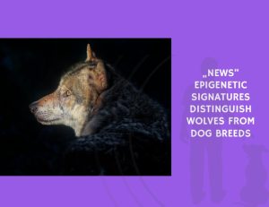Epigenetic Signatures Distinguish Wolves from Dog Breeds