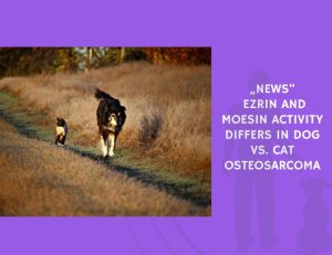 Ezrin and Moesin Activity Differs in Dog vs. Cat Osteosarcoma