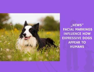 Facial Markings Influence How Expressive Dogs Appear to Humans
