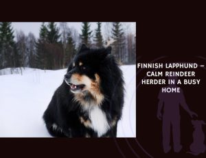 Finnish Lapphund – Calm Reindeer Herder in a Busy Home
