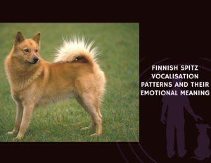Finnish Spitz Vocalisation Patterns and Their Emotional Meaning