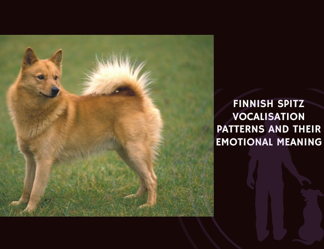 Finnish Spitz Vocalisation Patterns and Their Emotional Meaning