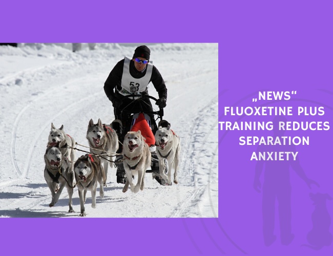 Fluoxetine Plus Training Reduces Separation Anxiety