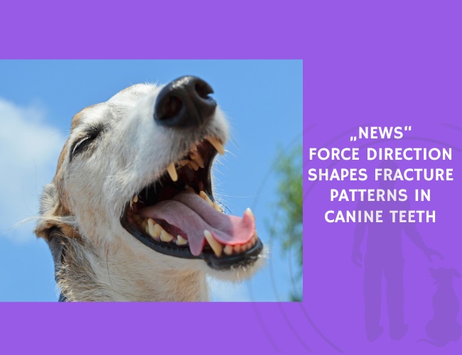 Force Direction Shapes Fracture Patterns in Canine Teeth