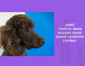 Frontal Brain Regions Guide Canine Cognitive Control