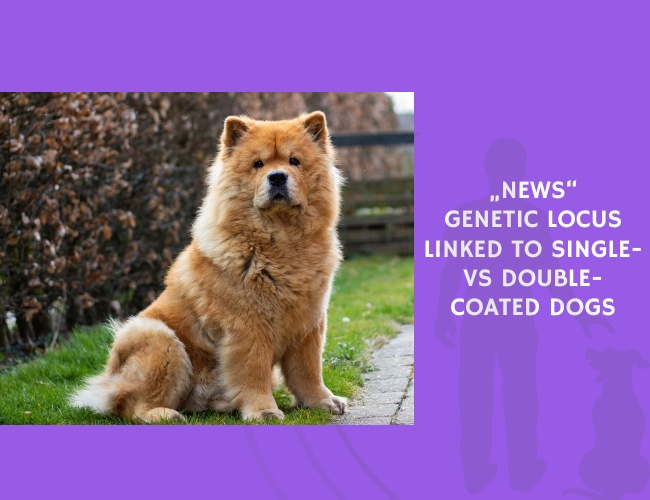 Genetic Locus Linked to Single- vs Double-Coated Dogs