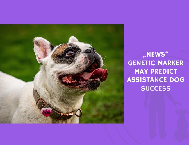 Genetic Marker May Predict Assistance Dog Success