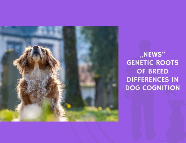Genetic Roots of Breed Differences in Dog Cognition