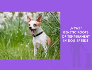 Genetic Roots of Temperament in Dog Breeds