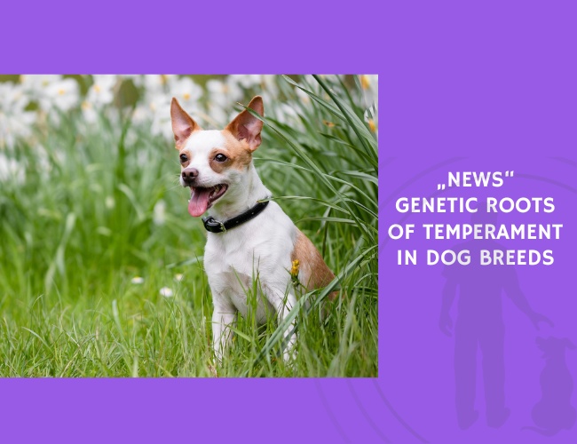 Genetic Roots of Temperament in Dog Breeds