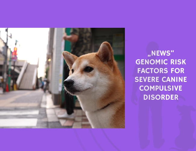Genomic Risk Factors for Severe Canine Compulsive Disorder
