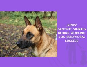 Genomic Signals Behind Working Dog Behavioral Success
