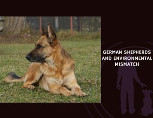 German Shepherds and Environmental Mismatch