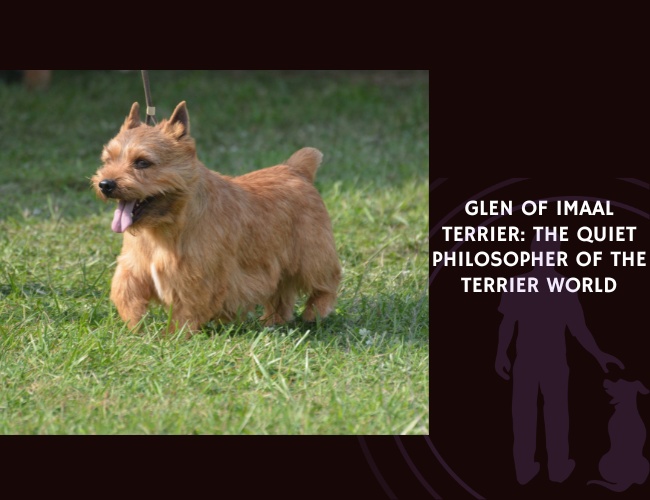 Glen of Imaal Terrier The Quiet Philosopher of the Terrier World