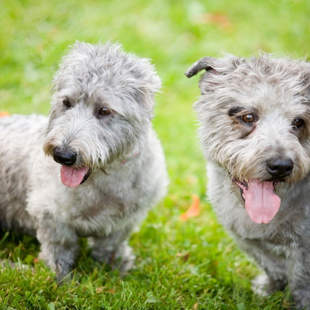Glen of Imaal Terrier