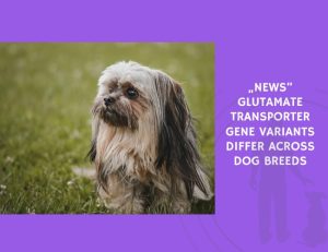 Glutamate Transporter Gene Variants Differ Across Dog Breeds